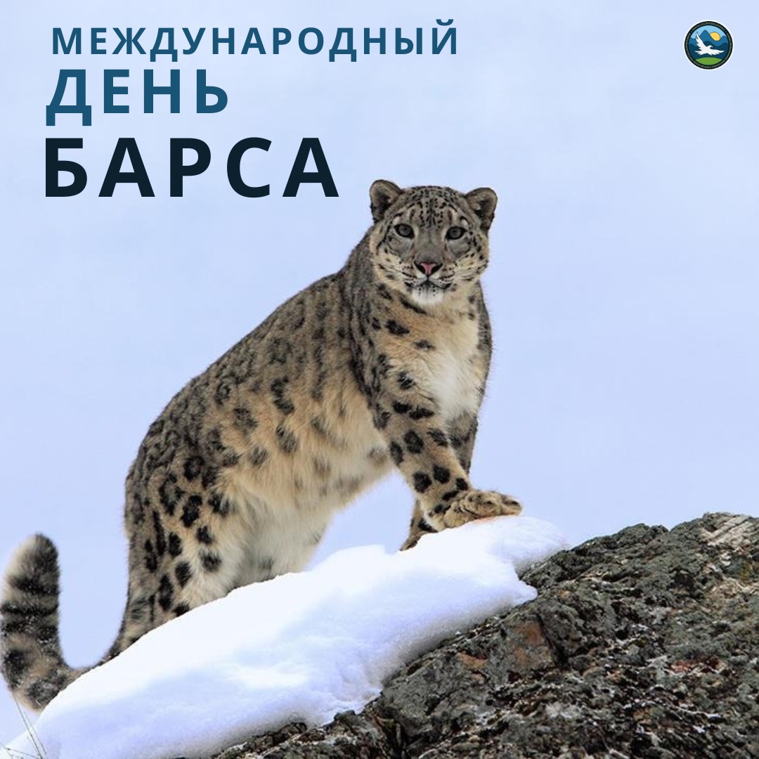 Международный день снежного барса: символ единства и усилий для защиты величественного символа горных экосистем