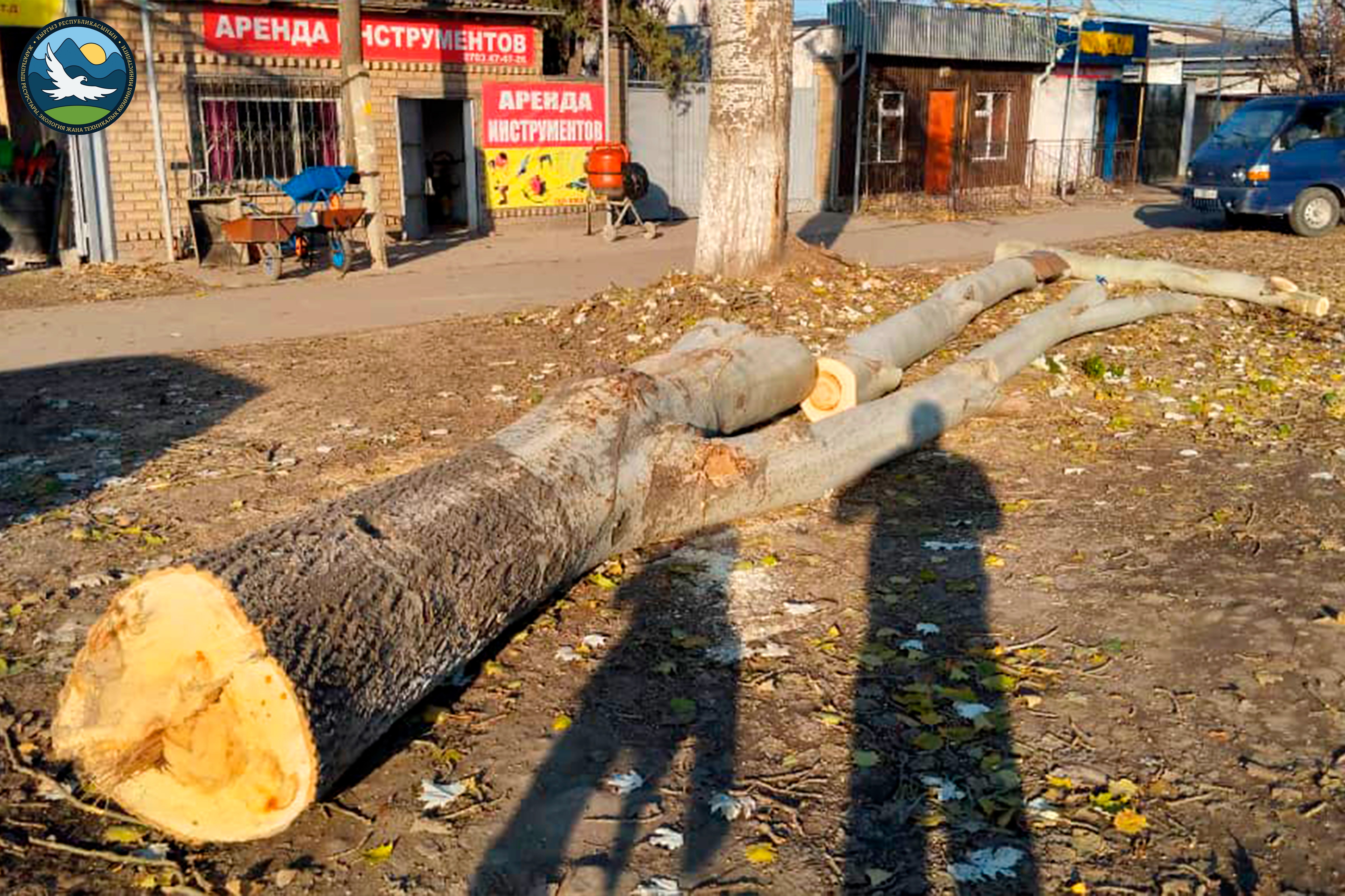 В Ново-Павловке г.Бишкек выявлена и пресечена незаконная вырубка тополей