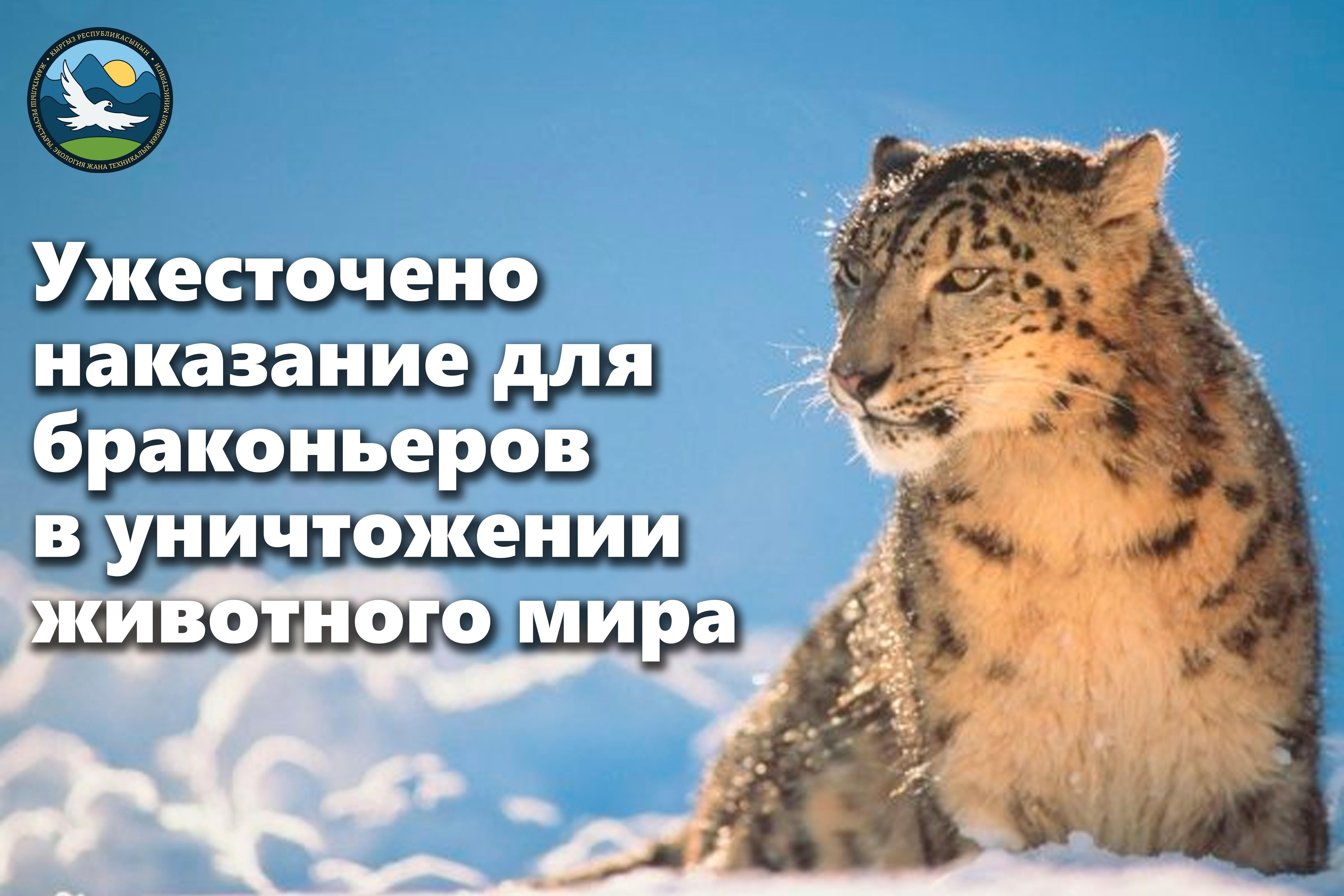 За отстрел Снежного барса предусмотрено штраф в размере 2 млн.сомов